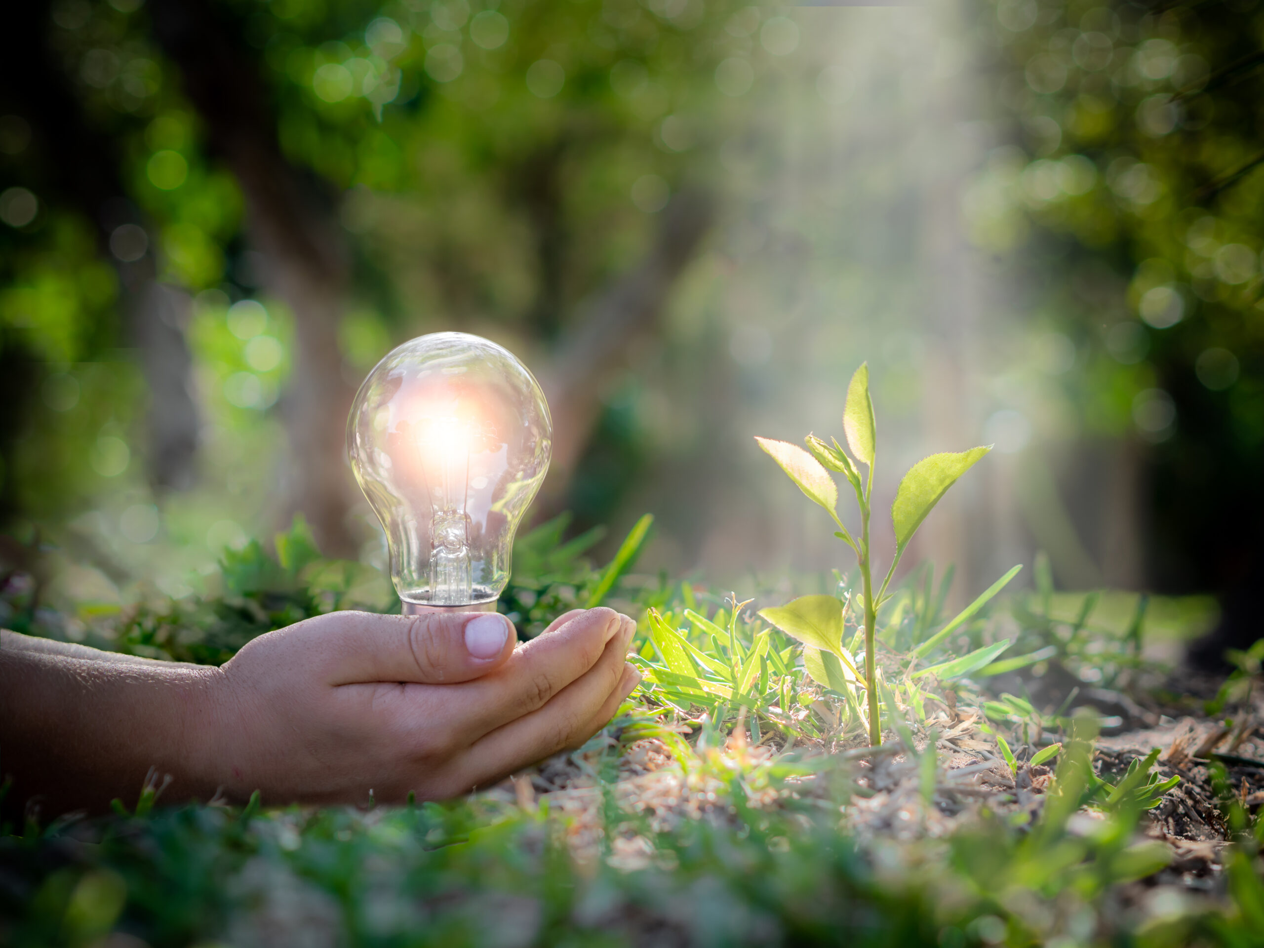 Child's hands holding light bulb next to a plant. Green Energy Concept for the Future